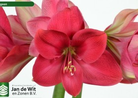 hippeastrum Lagoon (2)